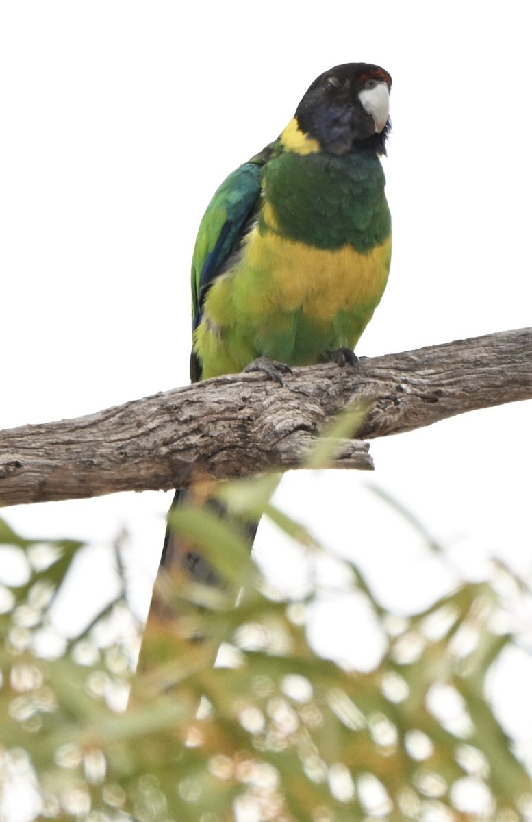 svarthodeparakitt (semitorquatus) - ML644134336