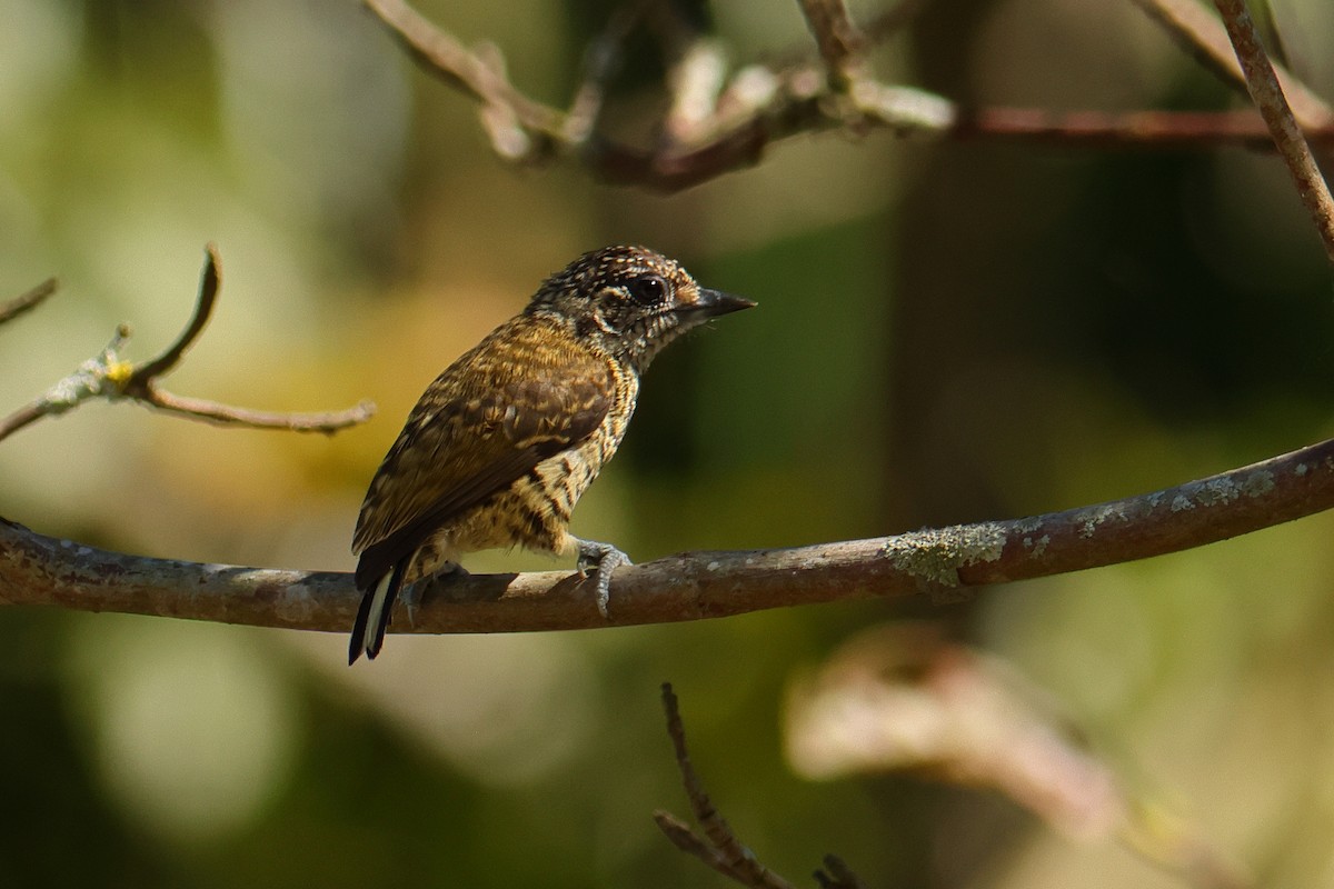 datlíček pruhovaný - ML644134341