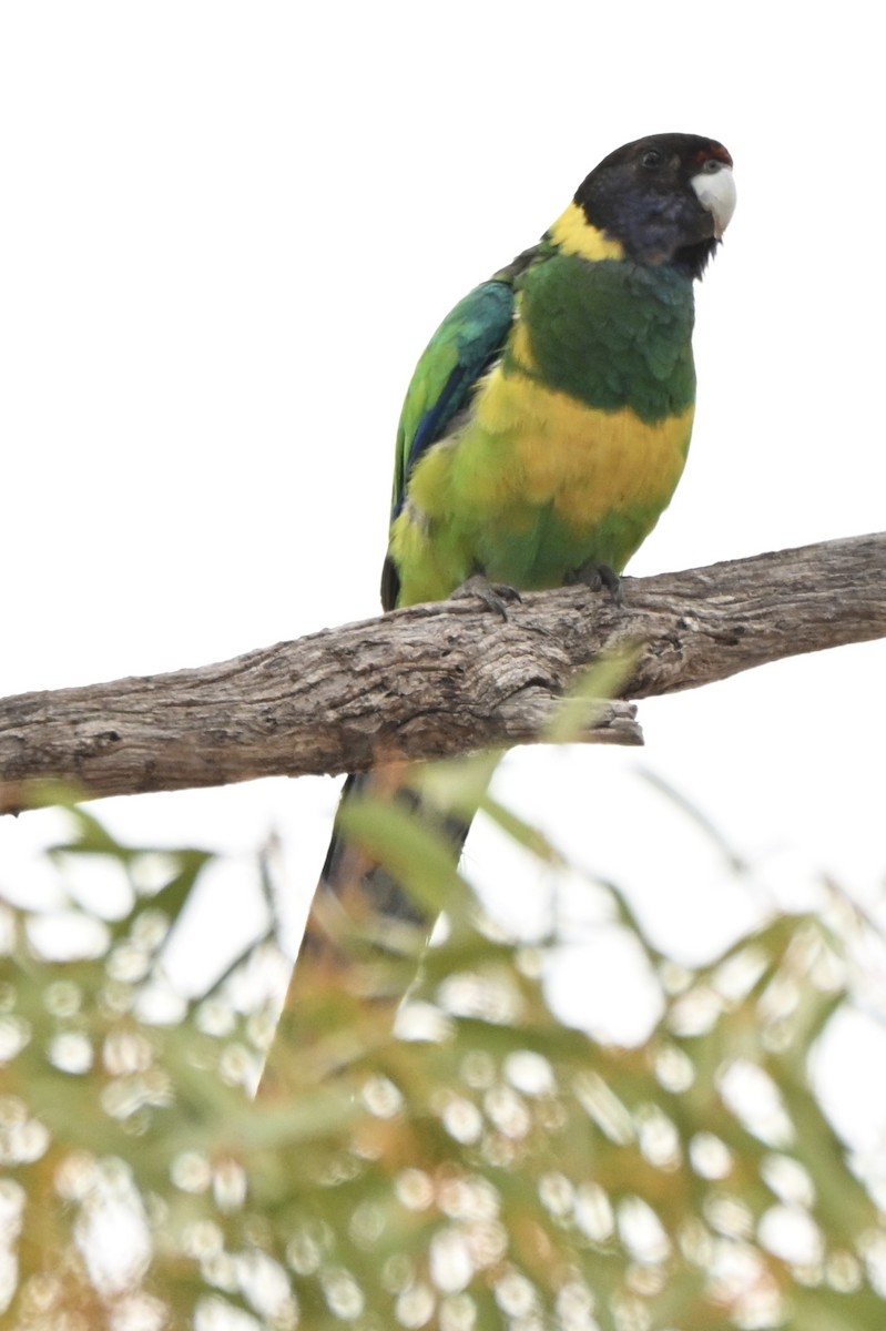 svarthodeparakitt (semitorquatus) - ML644134342