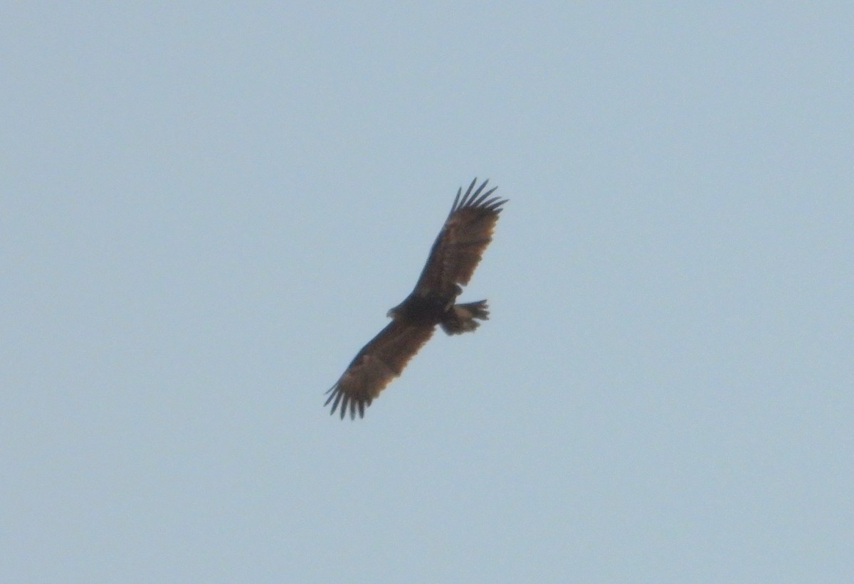 Greater Spotted Eagle - ML644134344