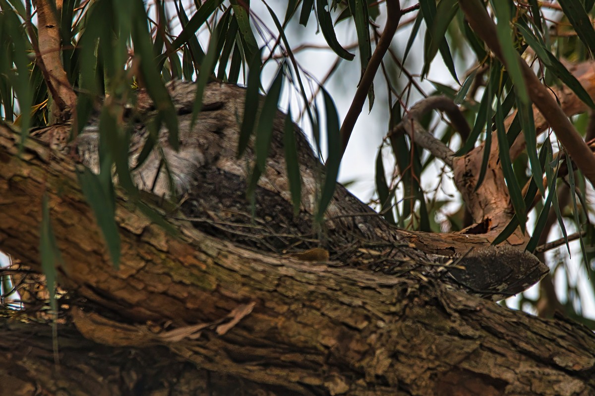 Tawny Frogmouth - ML644134347