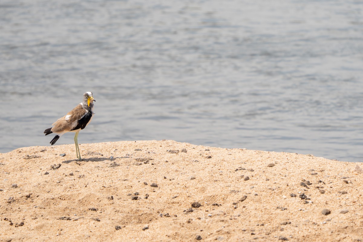 White-crowned Lapwing - ML644134348