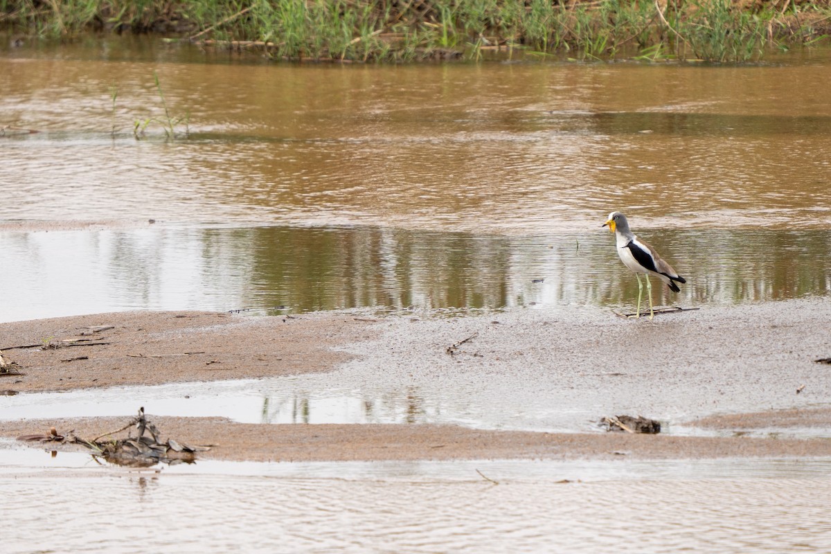 White-crowned Lapwing - ML644134349