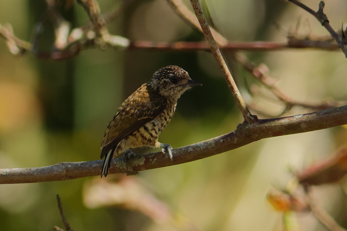 datlíček pruhovaný - ML644134355