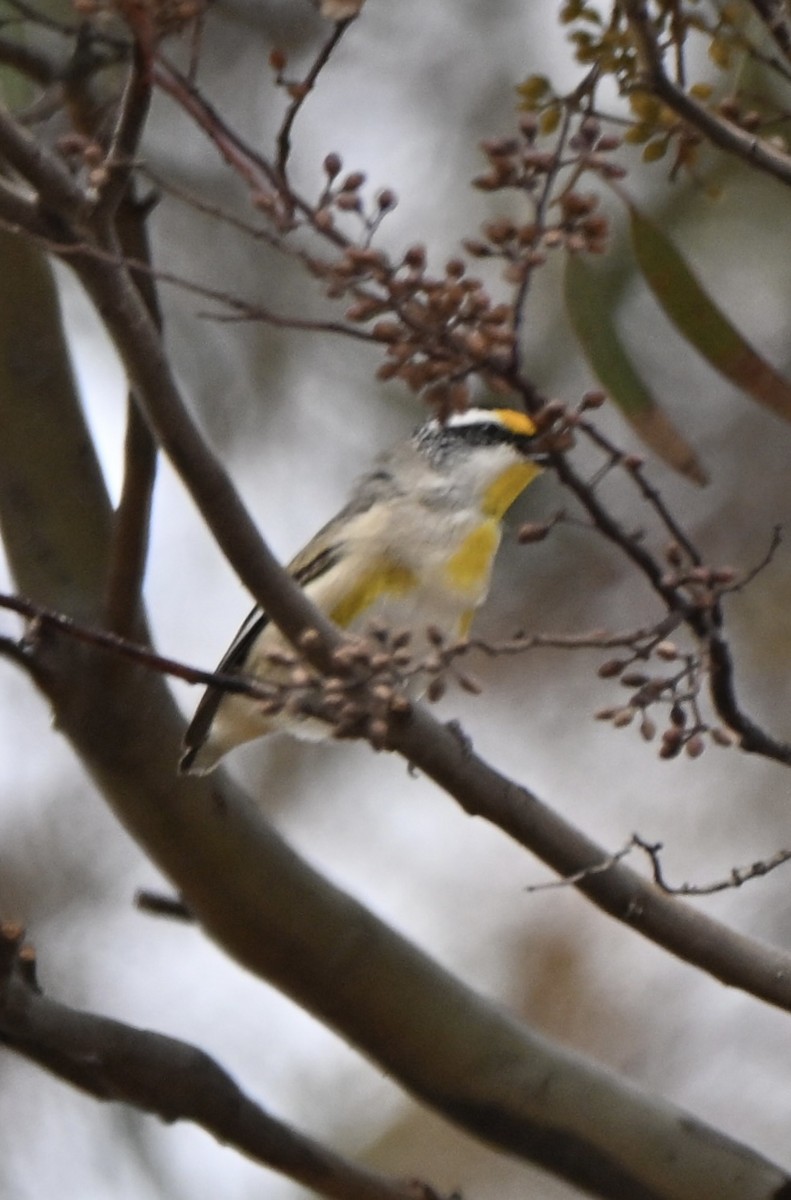 Striated Pardalote - ML644134357