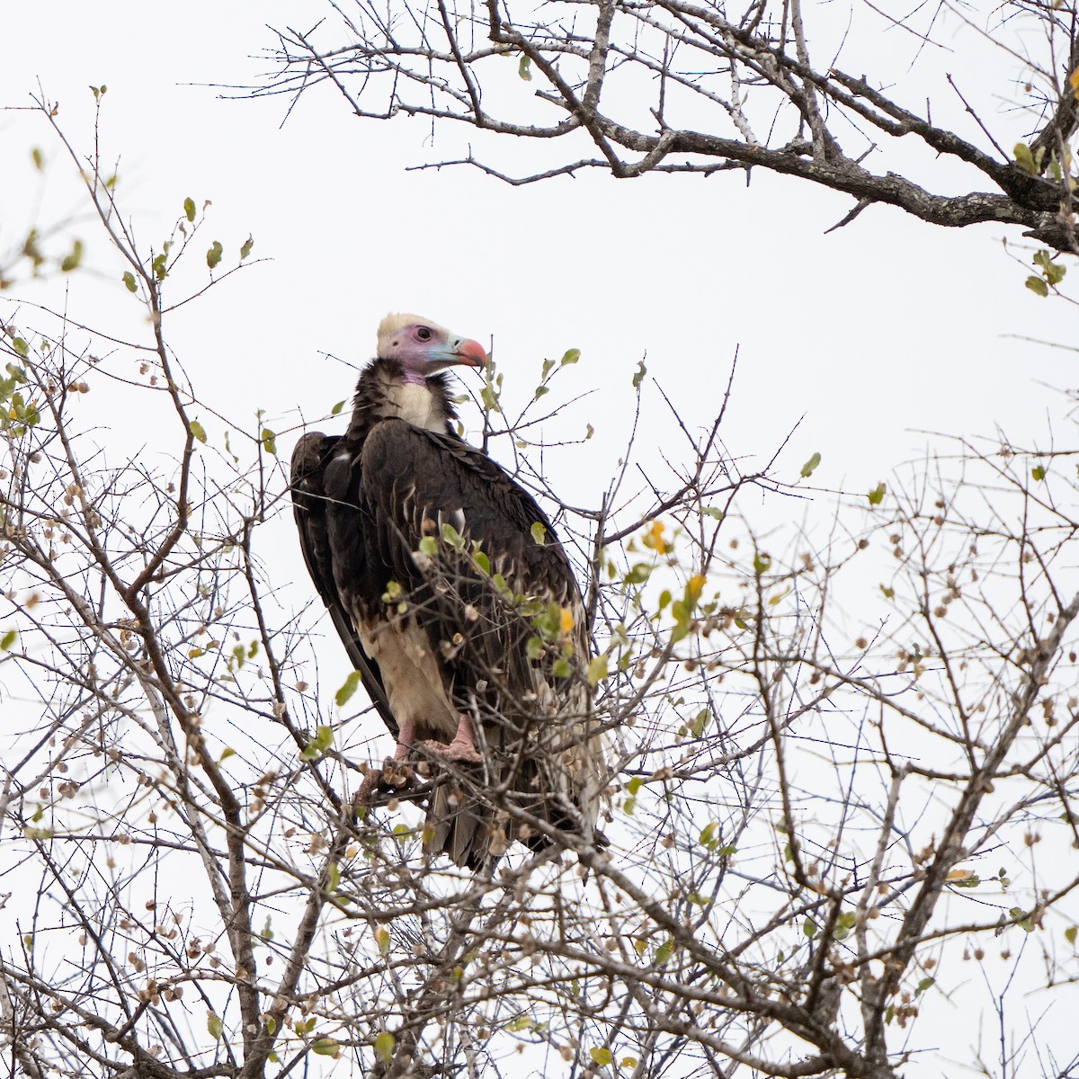 White-headed Vulture - ML644134358