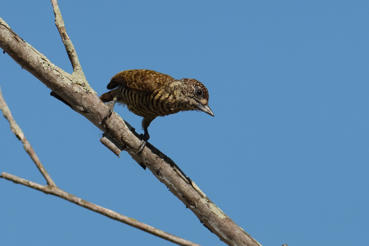 datlíček pruhovaný - ML644134365