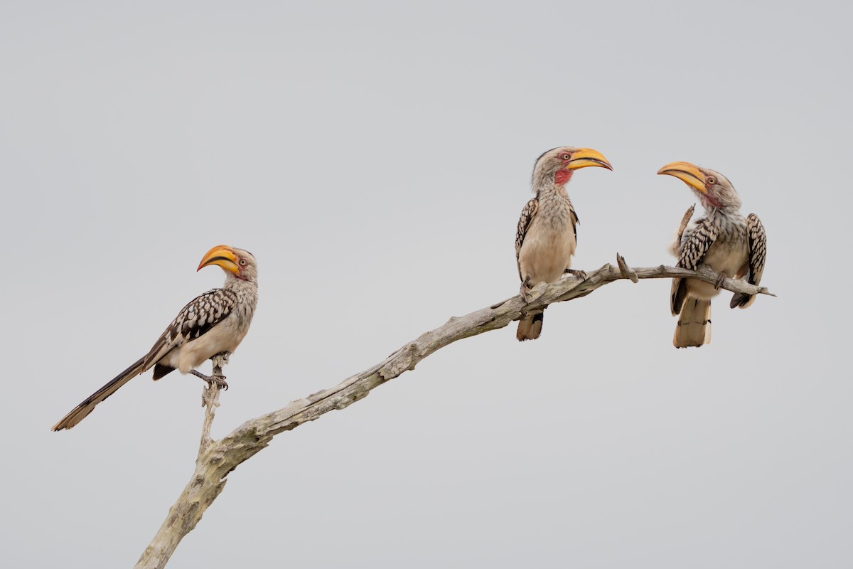 Southern Yellow-billed Hornbill - ML644134384