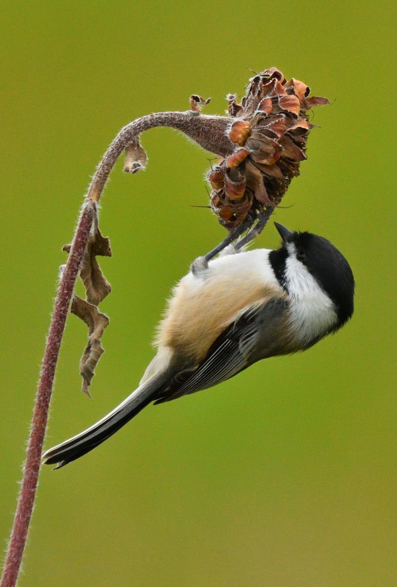 Black-capped Chickadee - ML644134385
