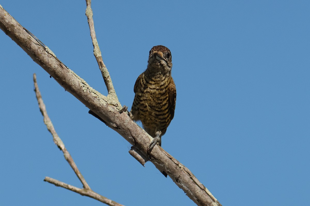 datlíček pruhovaný - ML644134390