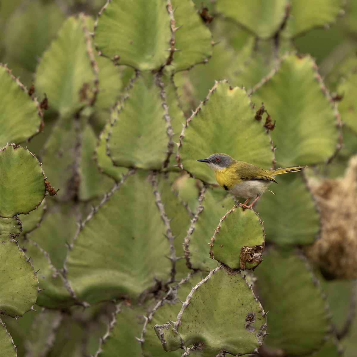 Желтогрудый апалис - ML644134397