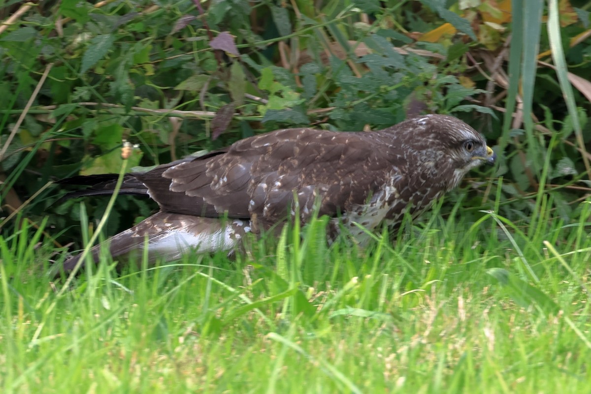 Common Buzzard - ML644134398