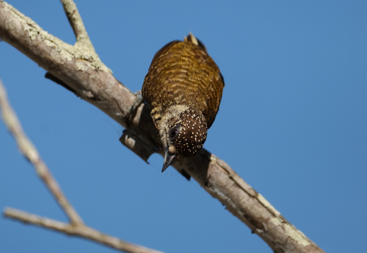 datlíček pruhovaný - ML644134399