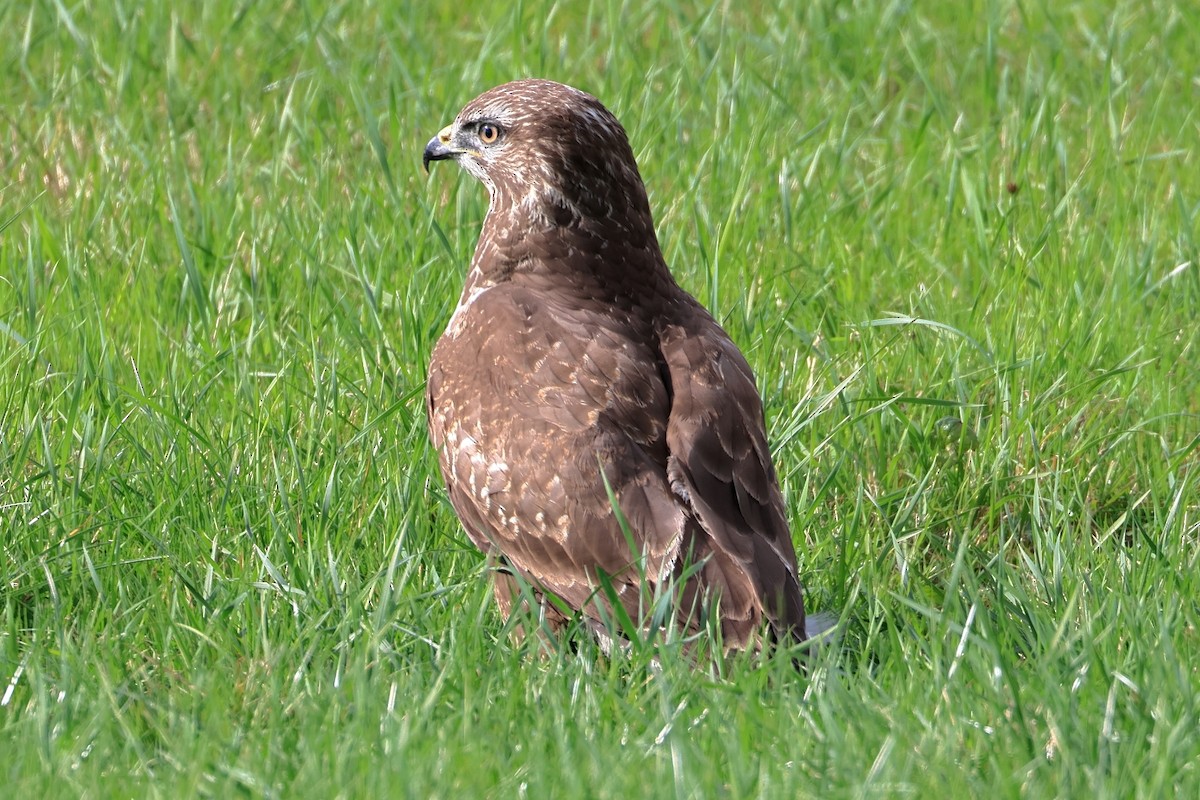 Common Buzzard - ML644134400