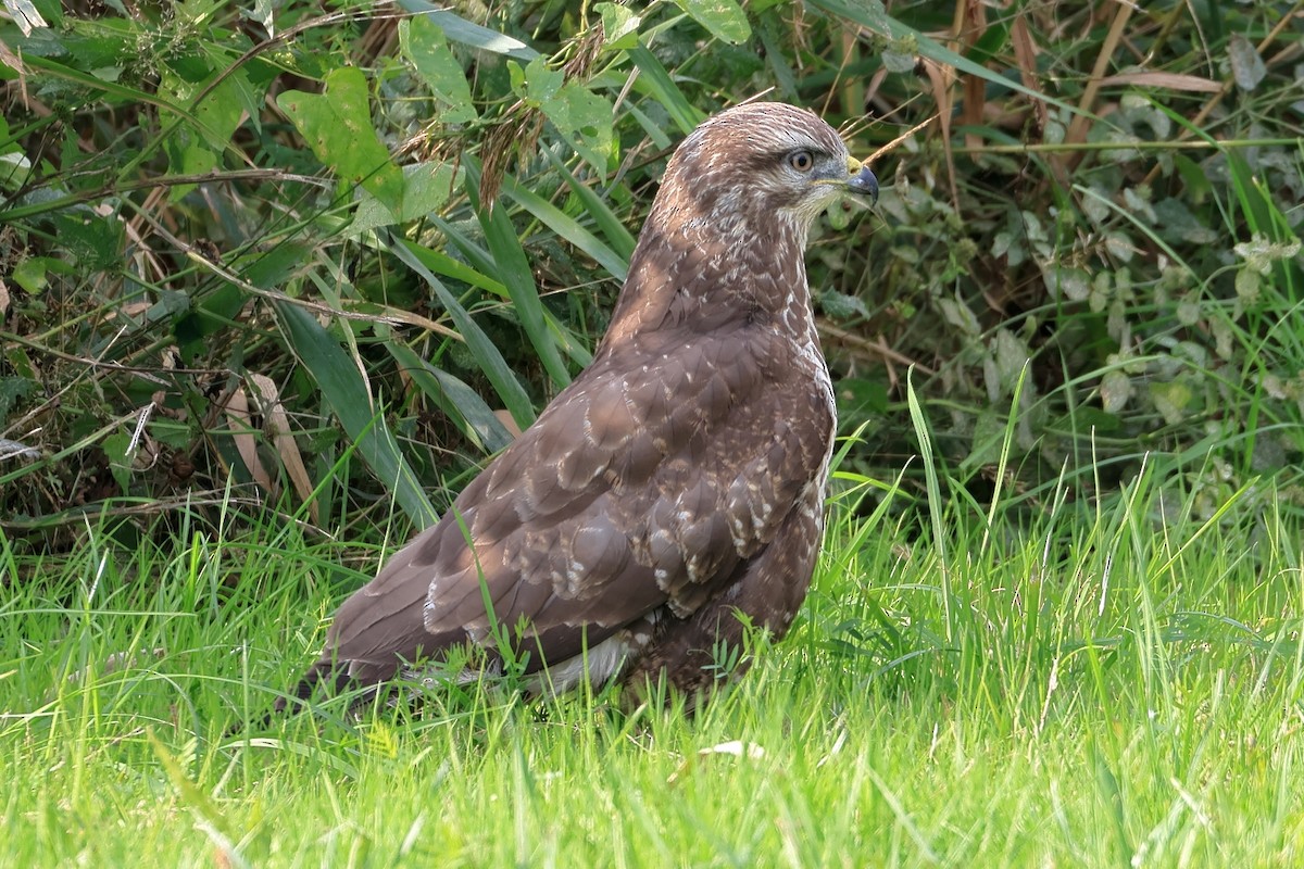 Common Buzzard - ML644134403