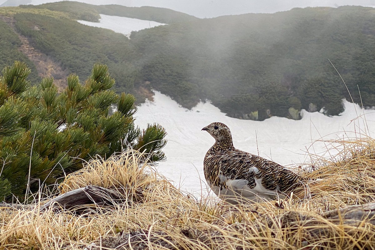 Куріпка тундрова - ML644134406