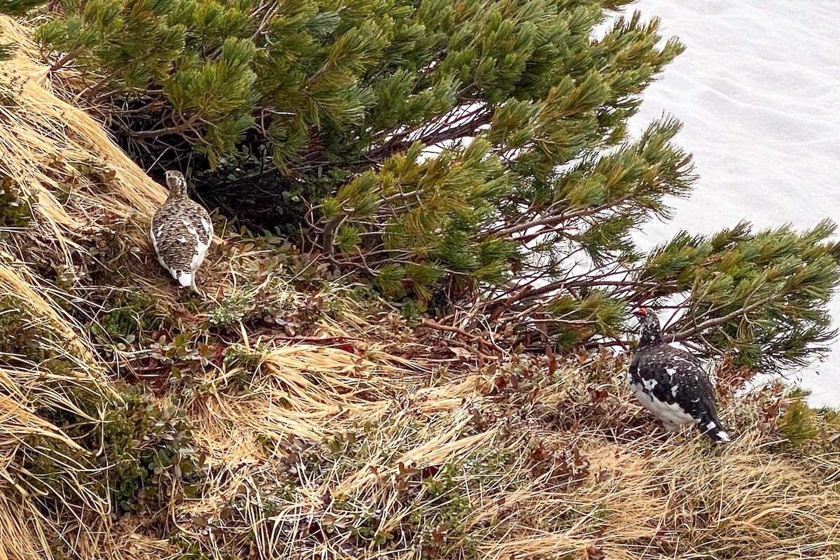 Куріпка тундрова - ML644134407