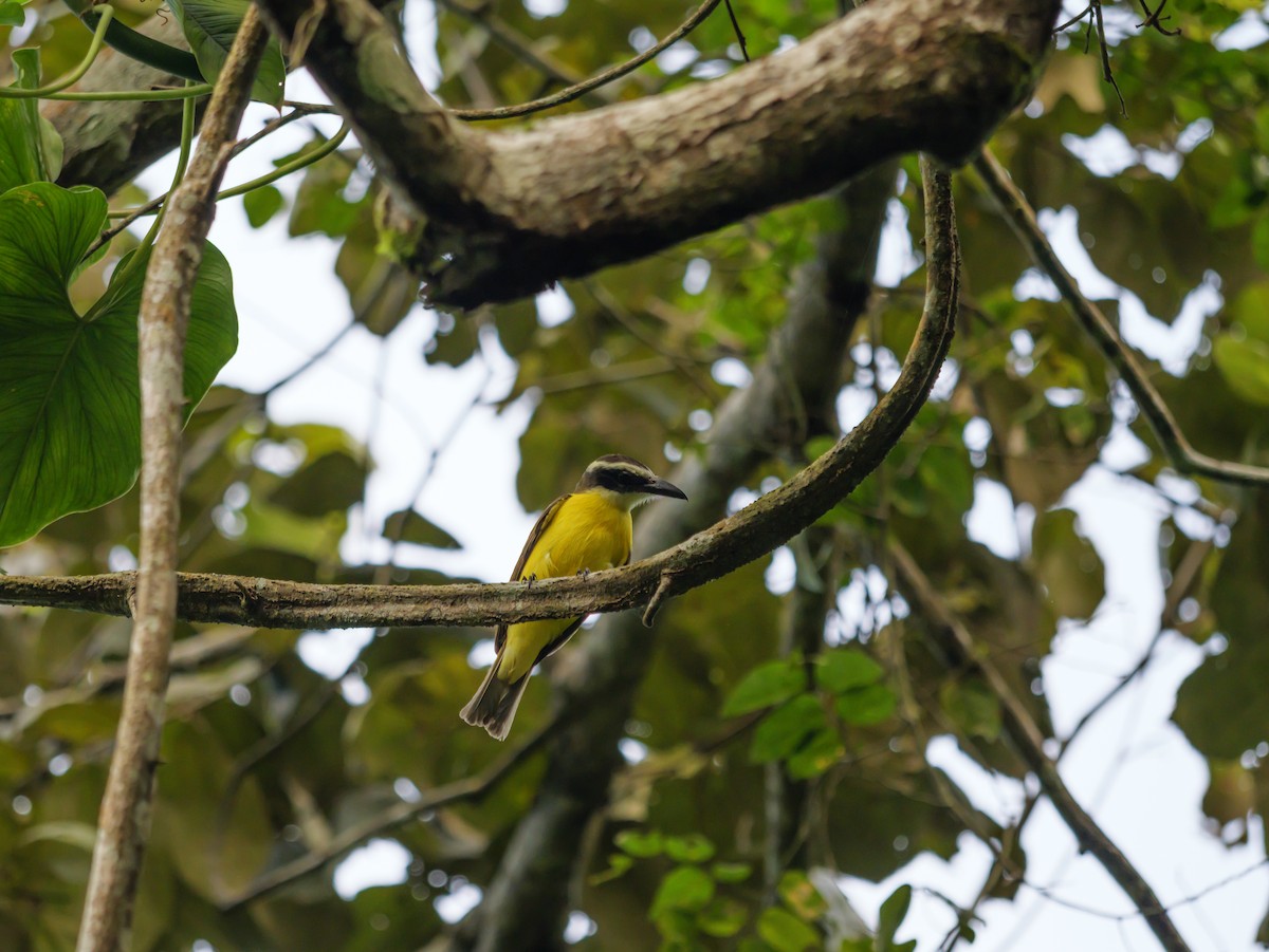 Boat-billed Flycatcher - ML644134408