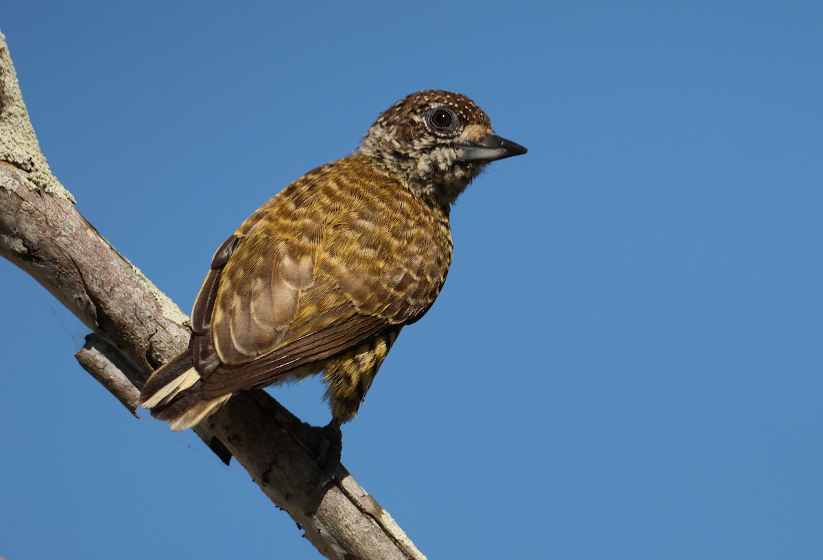 datlíček pruhovaný - ML644134420