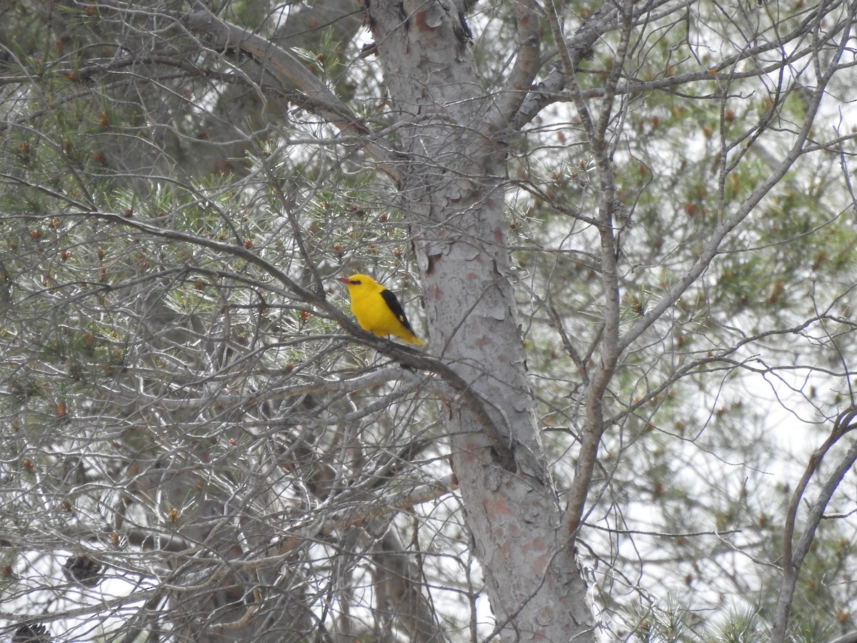 Эгэл шаргач - ML644134435