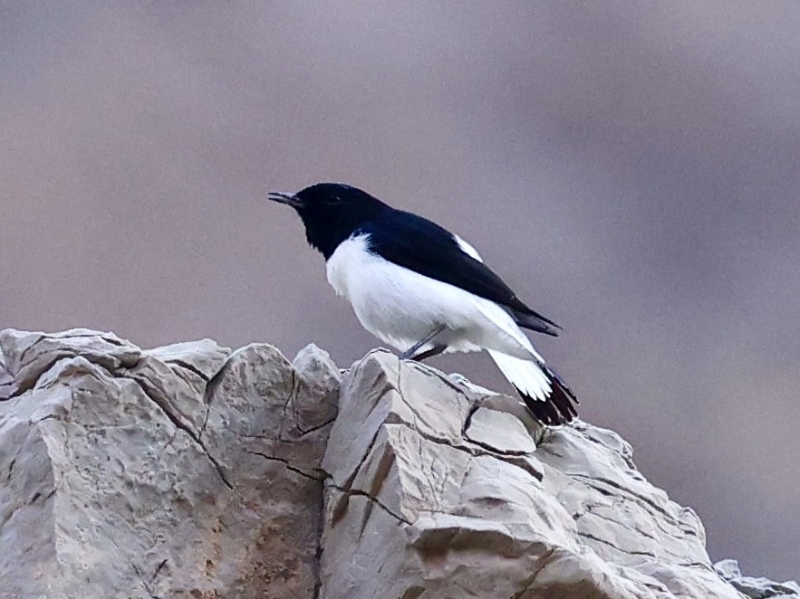 Hume's Wheatear - ML644134440