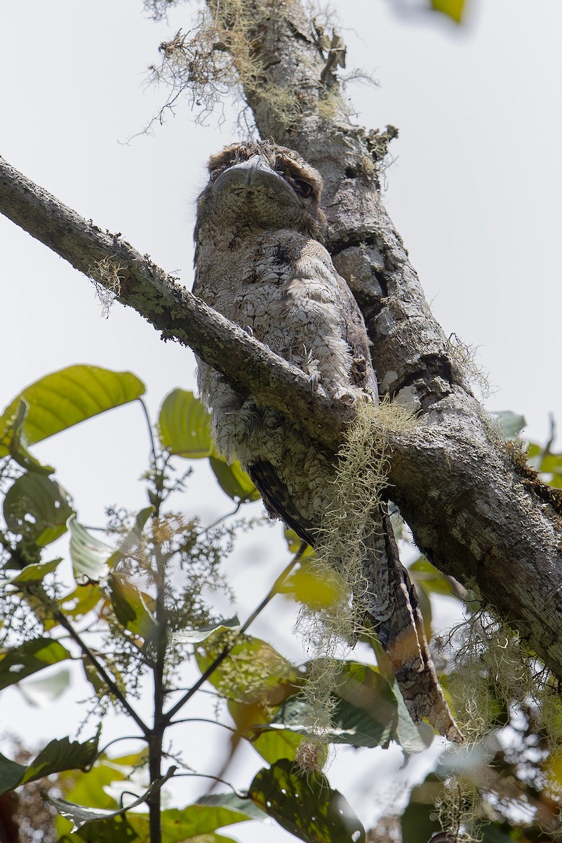 Papuan Frogmouth - ML644134447