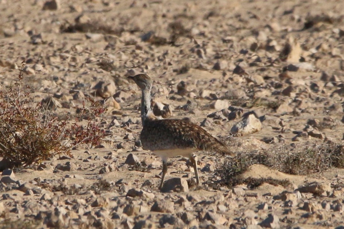 Saharakragentrappe (fuertaventurae) - ML644134448