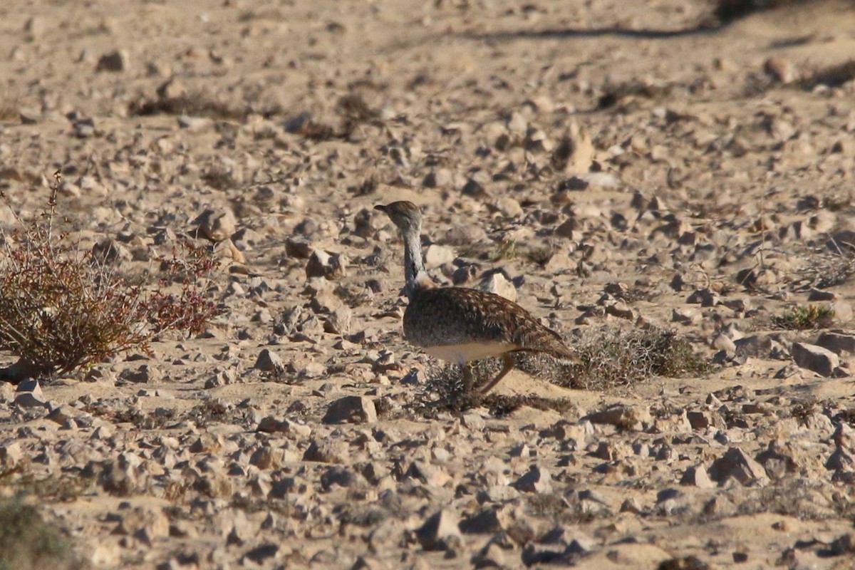 Saharakragentrappe (fuertaventurae) - ML644134449