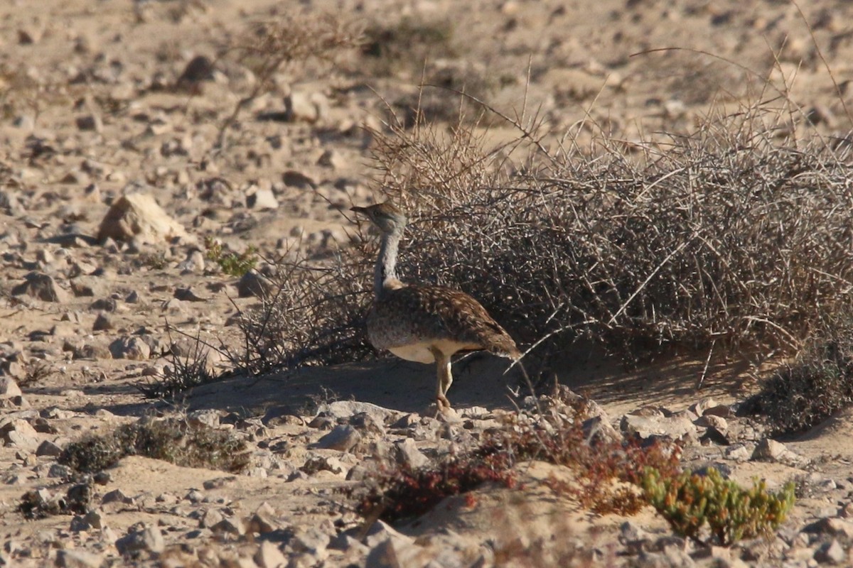 Saharakragentrappe (fuertaventurae) - ML644134450
