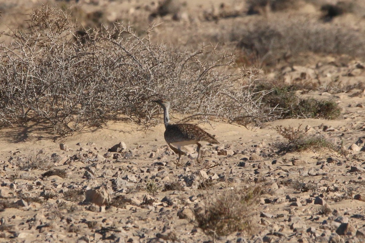 Saharakragentrappe (fuertaventurae) - ML644134451