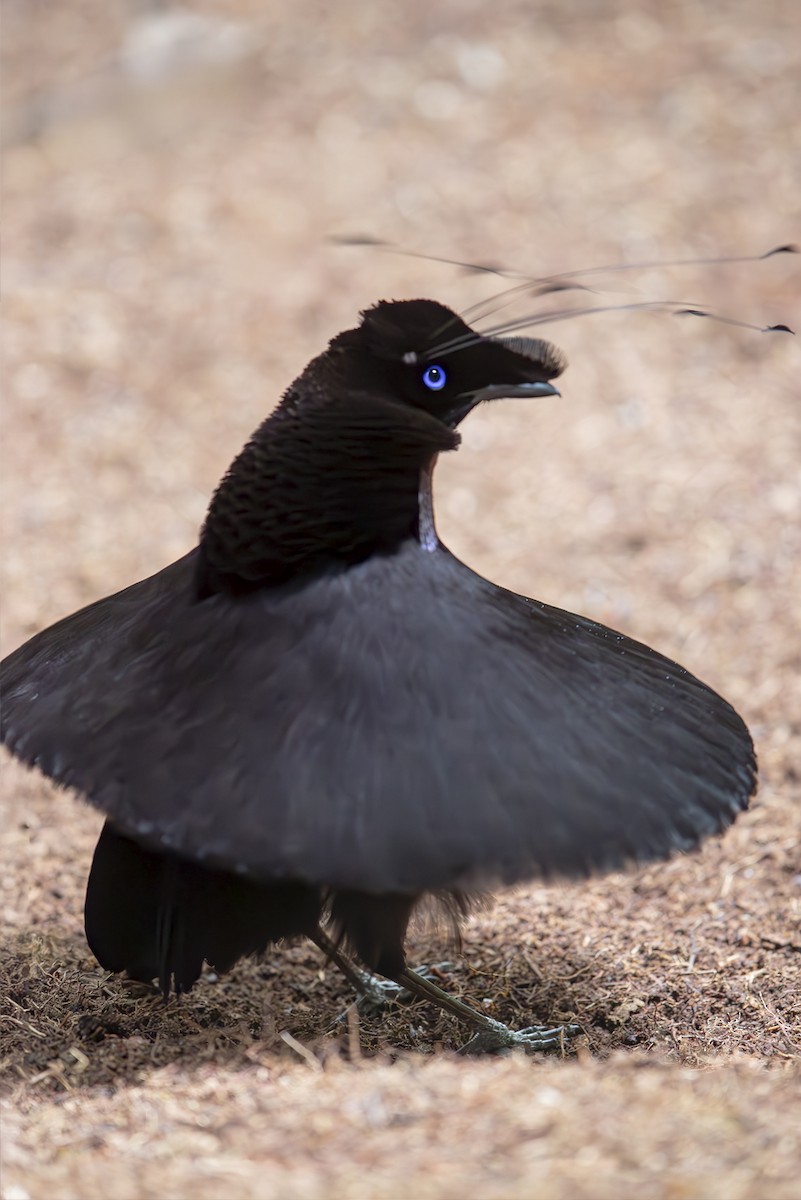 Western Parotia - ML644134456
