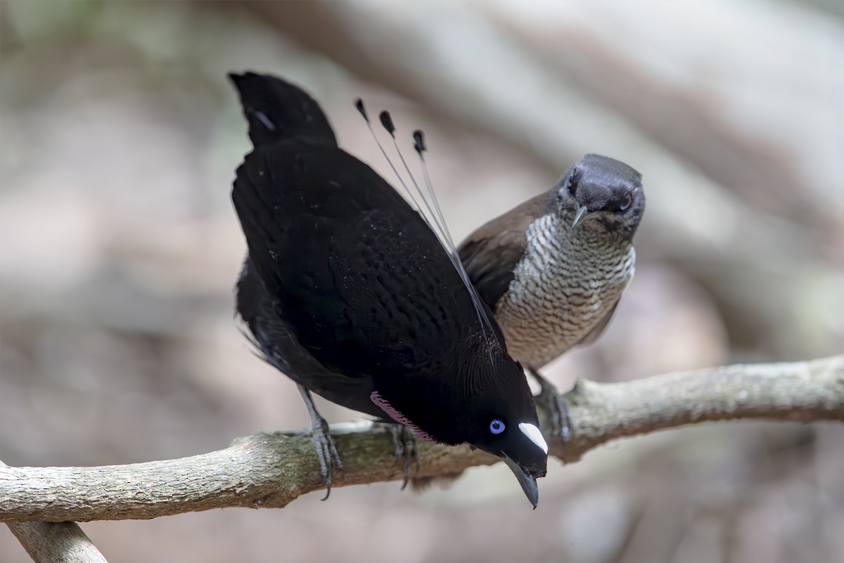 Western Parotia - ML644134457