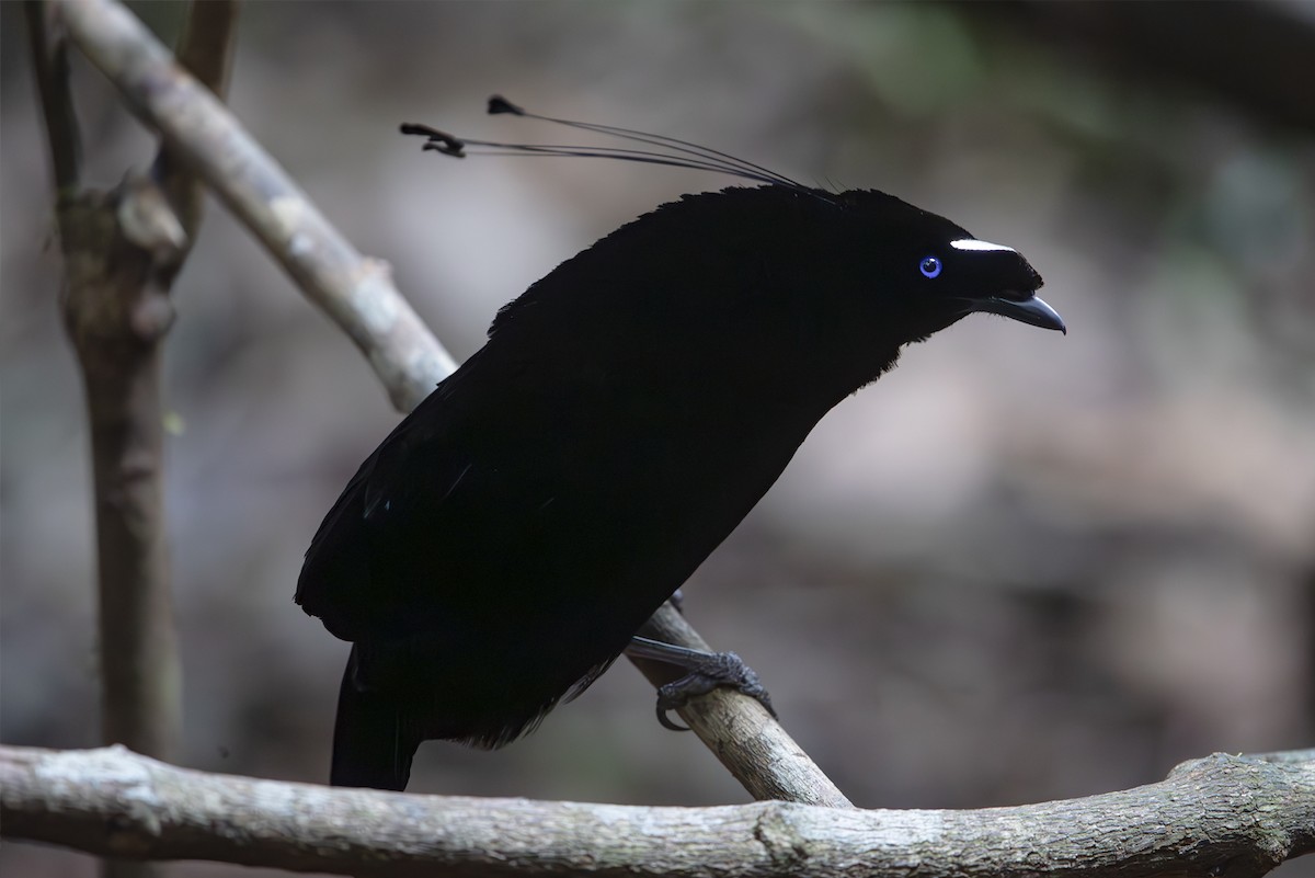 Western Parotia - ML644134458