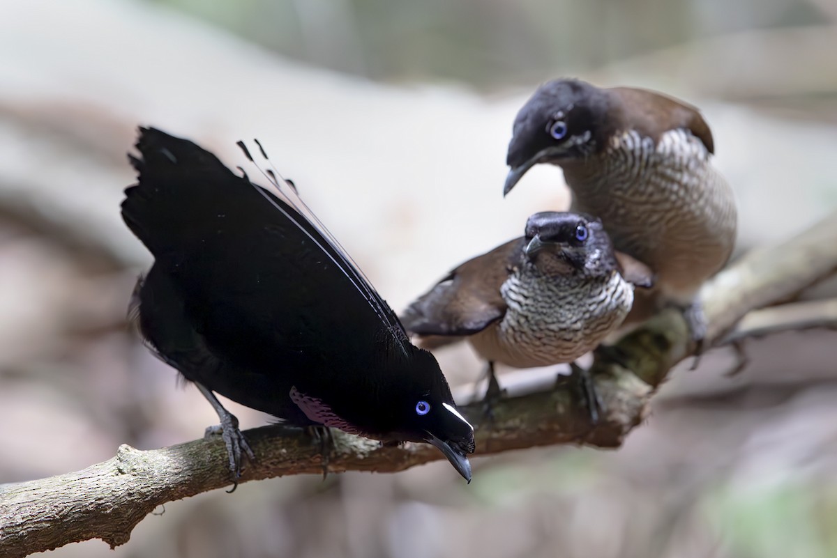 Western Parotia - ML644134459