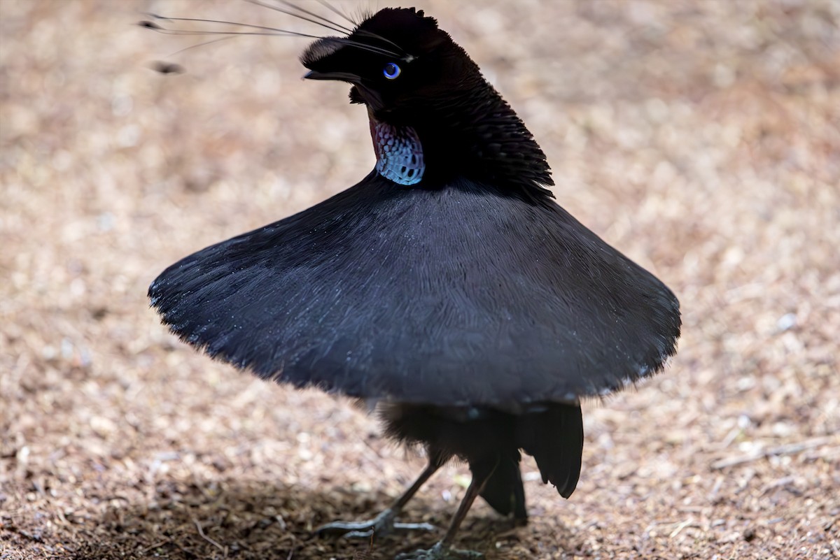 Western Parotia - ML644134461