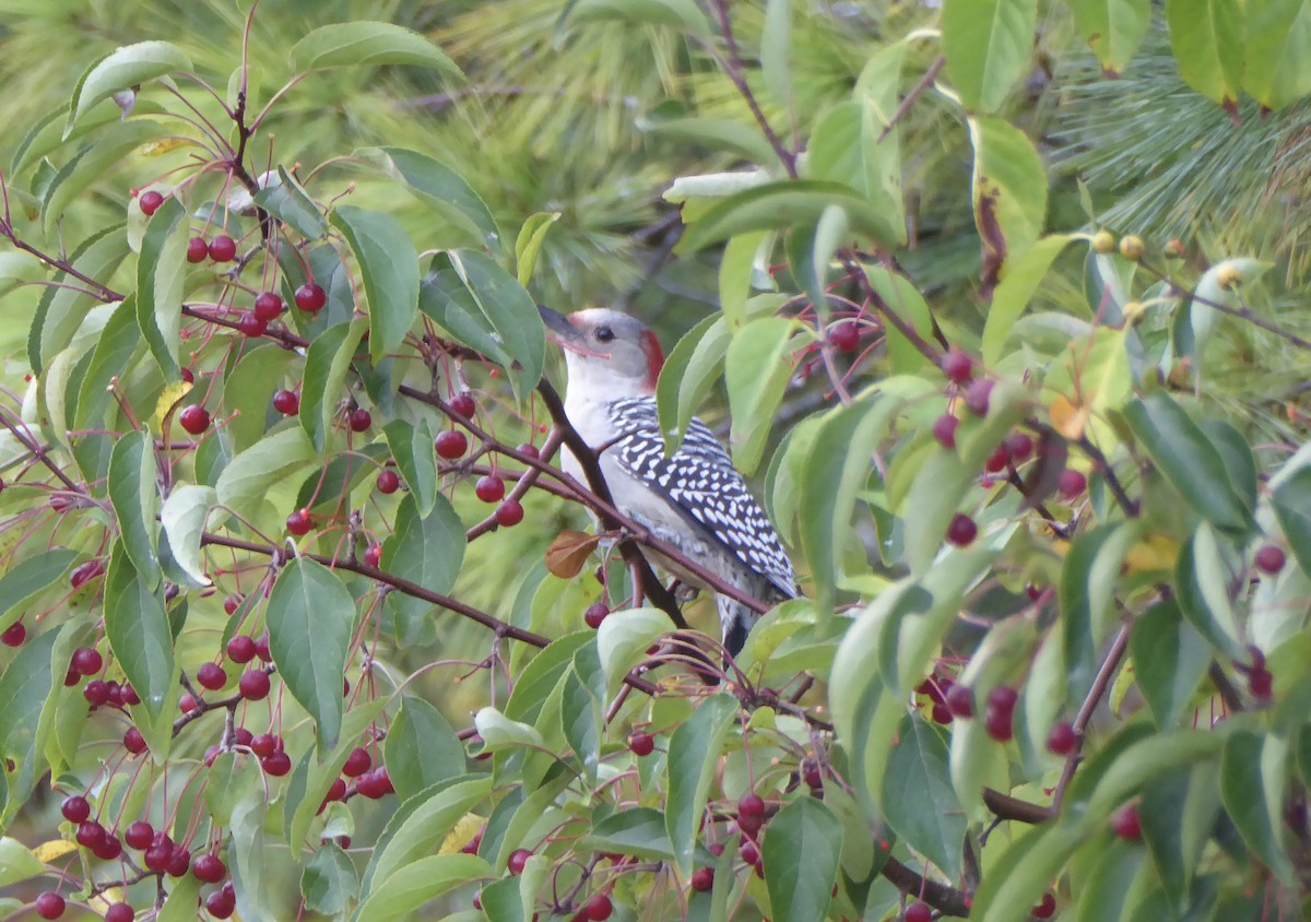Red-bellied Woodpecker - ML644134462