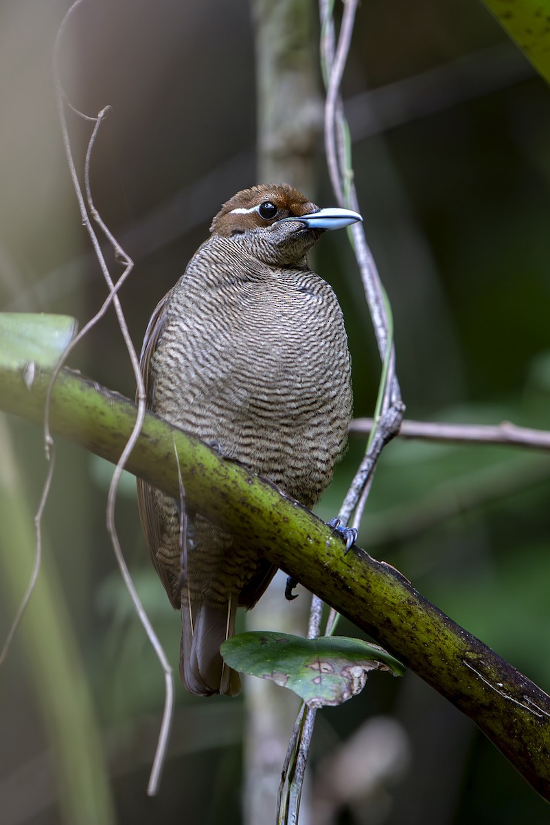 Paradisier magnifique - ML644134463