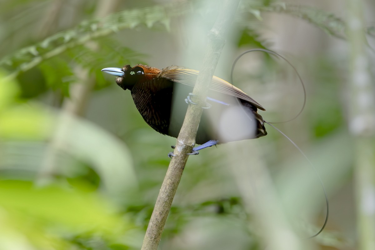 Paradisier magnifique - ML644134464