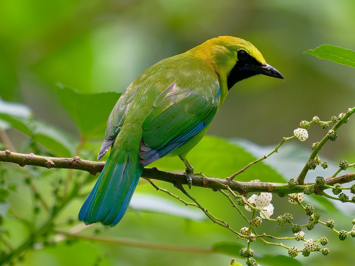Blue-winged Leafbird - ML644134473