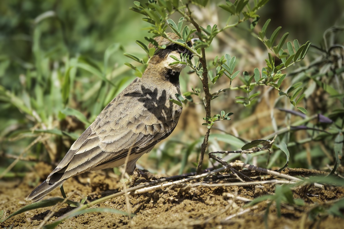 Fischer's Sparrow-Lark - ML644134497