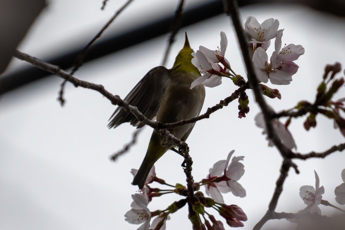 Warbling White-eye - ML644134499