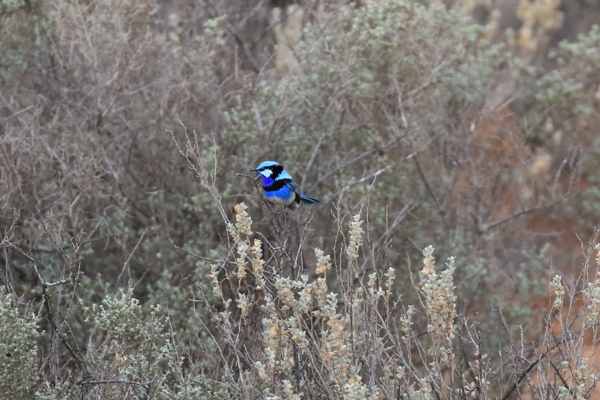 Splendid Fairywren - ML644134503