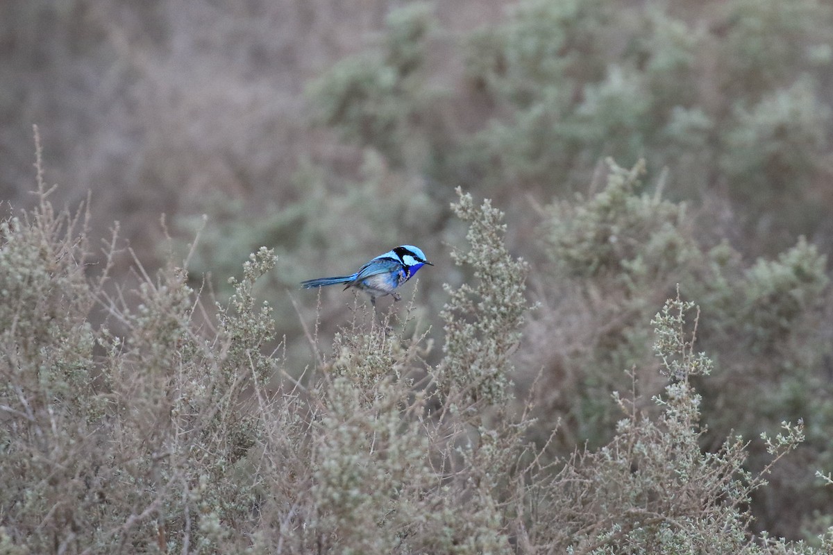 Splendid Fairywren - ML644134504