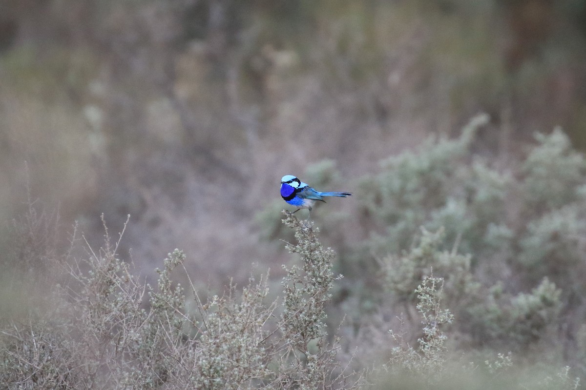 Splendid Fairywren - ML644134505