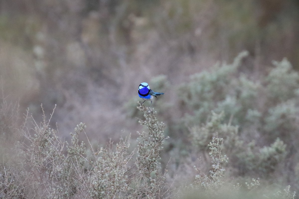 Splendid Fairywren - ML644134506