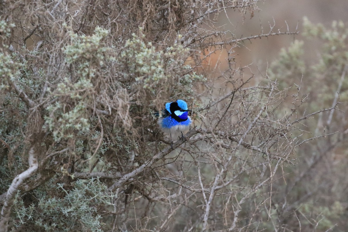 Splendid Fairywren - ML644134507