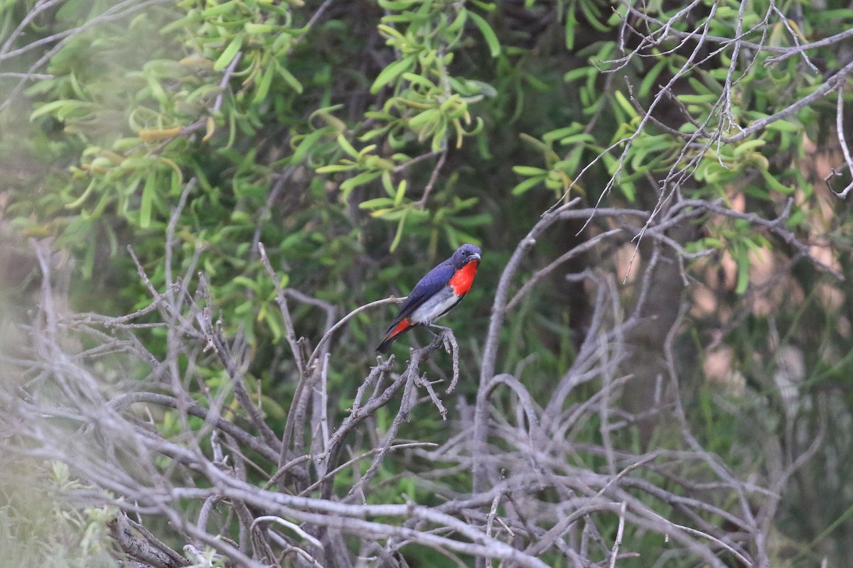 Mistletoebird - ML644134509