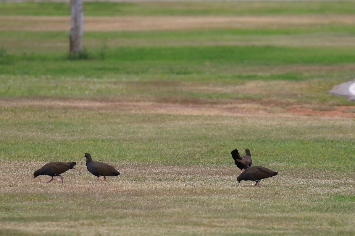 Gallinule aborigène - ML644134521