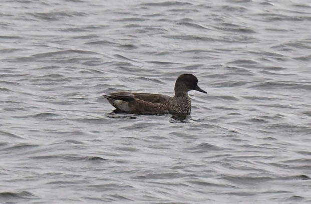 Falcated Duck - ML644134522