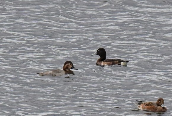 Baer's Pochard - ML644134534